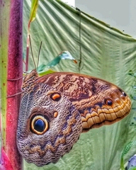 Caligo brasiliensis