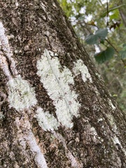 Lepraria finkii
