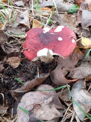 Russula rosacea