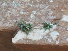 Asplenium pinnatifidum
