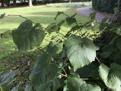 Tilia × europaea