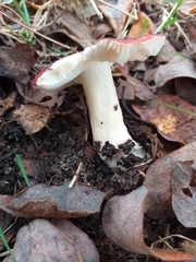 Russula rosacea