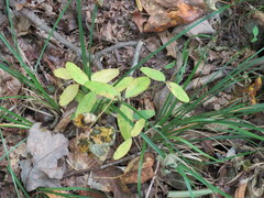 Euphorbia mercurialina