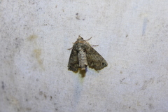 Paectes abrostoloides