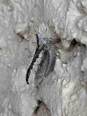 Callibaetis pictus