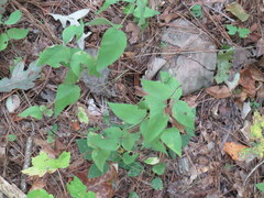 Monarda bradburiana