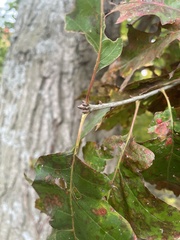Quercus rubra