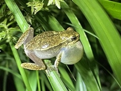 Hyperolius viridiflavus