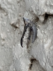 Callibaetis pictus