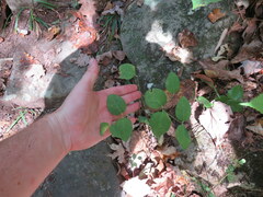 Euphorbia mercurialina