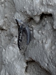 Callibaetis pictus