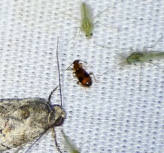 Vacusus vicinus