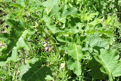 Solanum palinacanthum