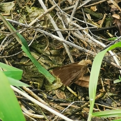 Hasora anura