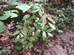 Uvularia grandiflora