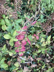 Filipendula ulmaria