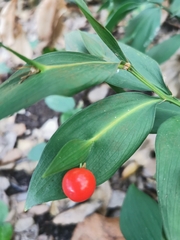 Ruscus hypoglossum