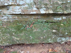 Asplenium rhizophyllum