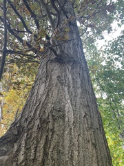 Quercus rubra