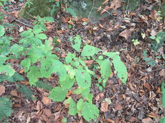 Styrax grandifolius