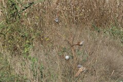 Panurus biarmicus