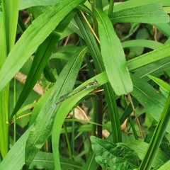 Paracercion calamorum