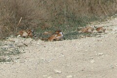 Panurus biarmicus