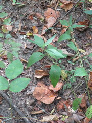 Silphium asteriscus latifolium