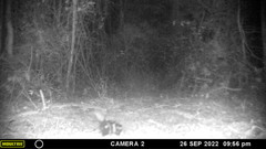 Spilogale angustifrons