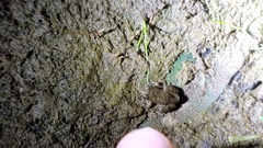 Pseudophryne guentheri