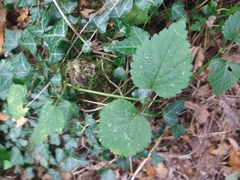 Lamium galeobdolon