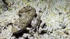 Pseudophryne guentheri