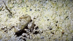 Pseudophryne guentheri