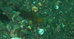Cryptocentrus fasciatus