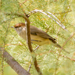 Sylvia atricapilla