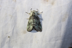 Macrurocampa marthesia