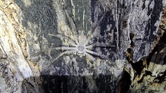 Sparassidae