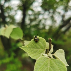 Gallerucida bifasciata