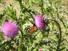 Danaus erippus