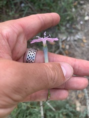 Dianthus caryophyllus