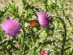 Danaus erippus