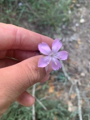 Dianthus caryophyllus
