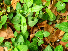 Lepidagathis inaequalis