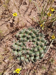 Mammillaria uncinata