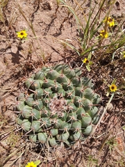 Mammillaria uncinata