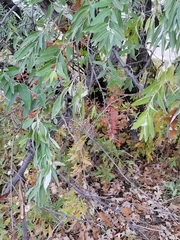 Elaeagnus angustifolia