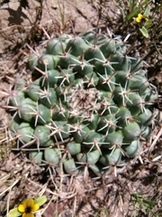 Mammillaria uncinata