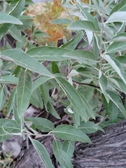 Elaeagnus angustifolia