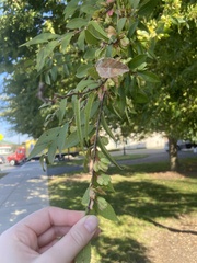 Ulmus
