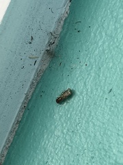 Pheidole